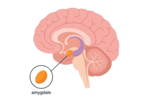 Mécanisme d'une phobie — amygdale et cerveau — hypnose L'Isle-Adam Val d'Oise