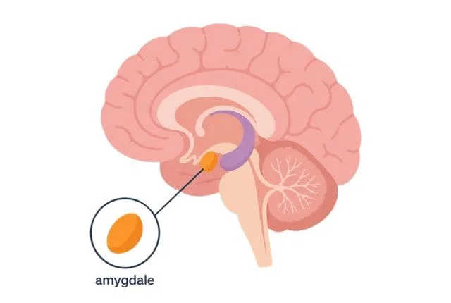 Mécanisme d'une phobie — amygdale et cerveau — hypnose L'Isle-Adam Val d'Oise